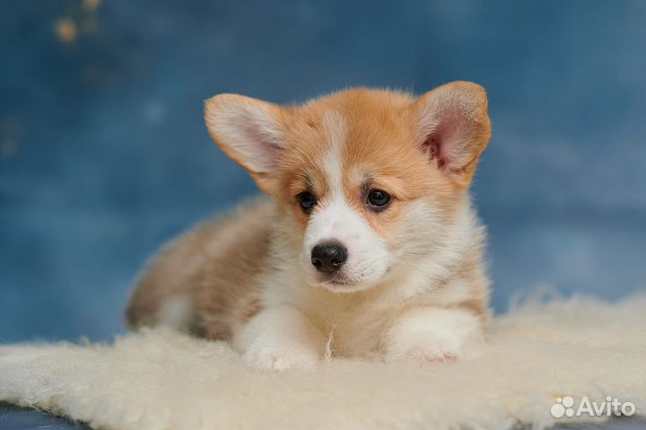 Вельш-корги пемброк мальчик