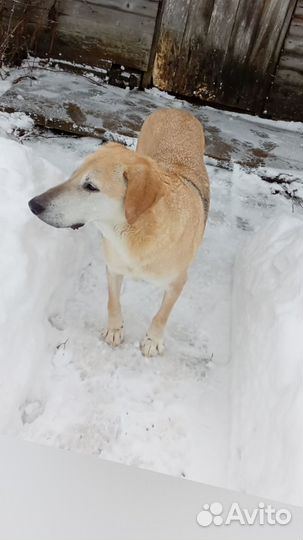 Русская гончая рыжая собаки