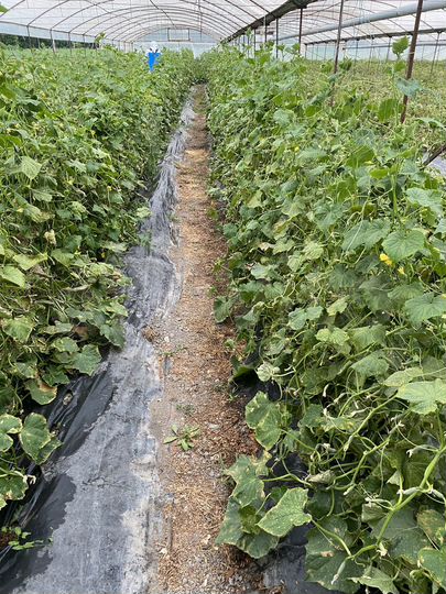 Дом 78 м² на участке 34 сот.