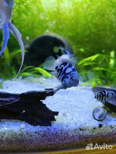 Аквариумные рыбки большие читайте описание