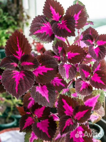 Колеусы вегетативные