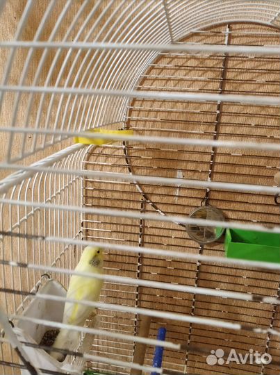 Продам канарейку или обменяю на кенора