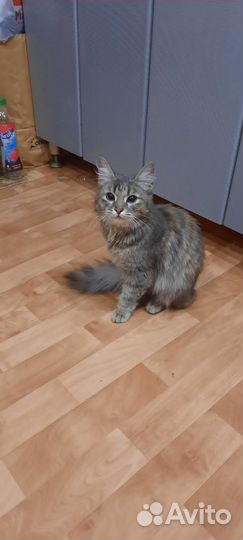 Кошечка подросток