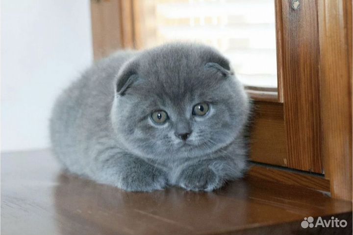 Шотландская девочка, очень красивая и умная