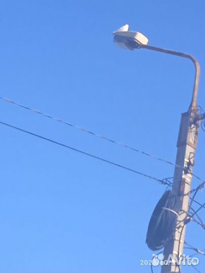 Белые голуби