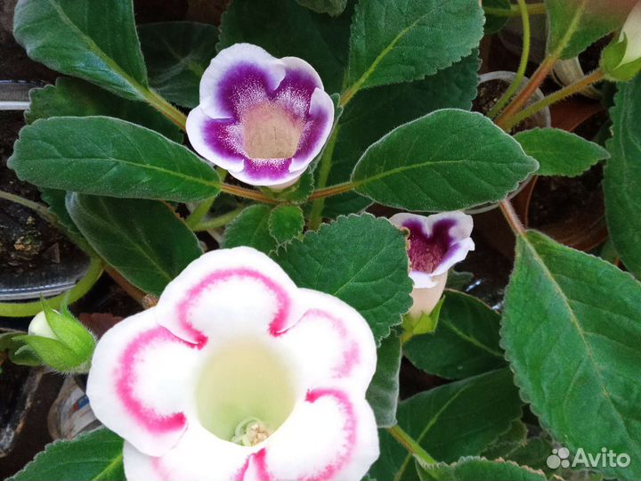 Глоксиния клубни