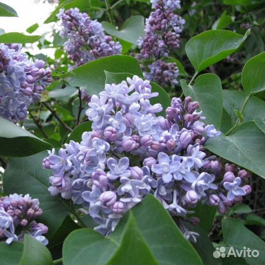 Сирень обыкновенная Президент Греви (1 саженец)