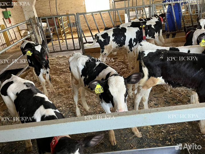 Бычки телки