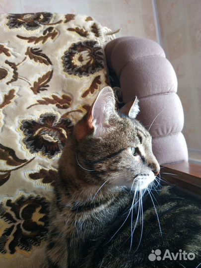 Кот в добрые руки