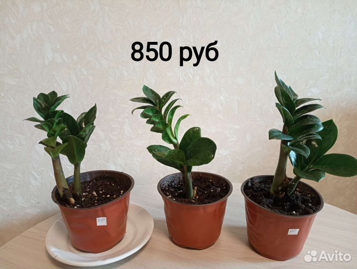 Замиокулькас Зензи