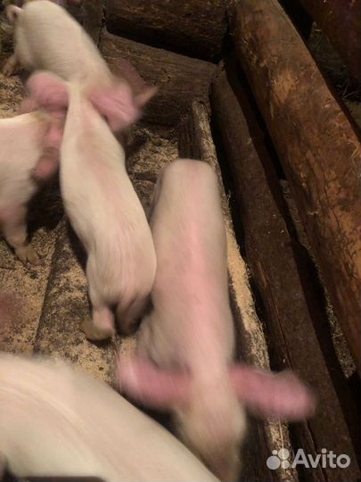 Поросята