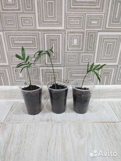 Хамедорея элеганс