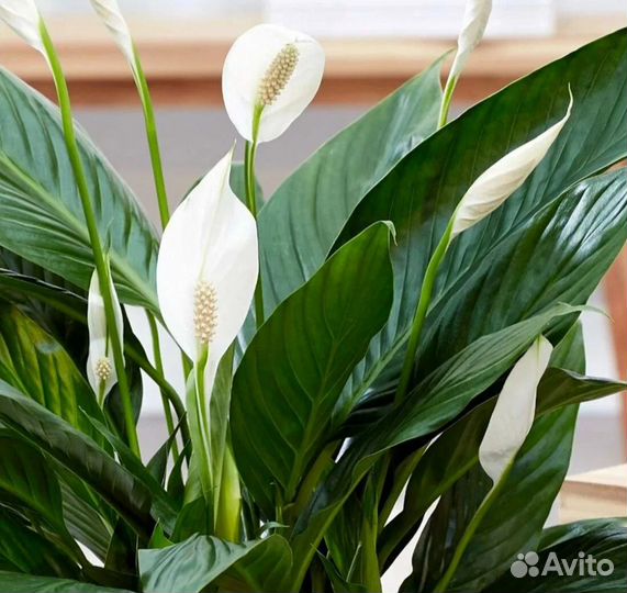 Спатифиллум