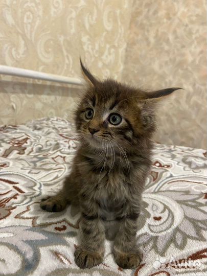 Котята мейн-кун