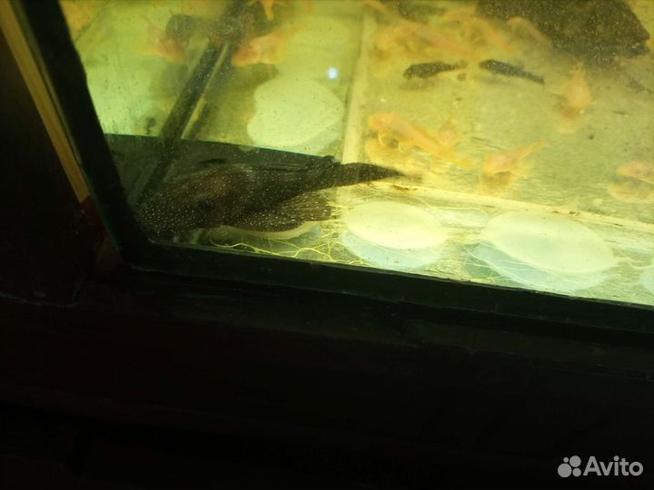 Анциструс звездчатый мальчик