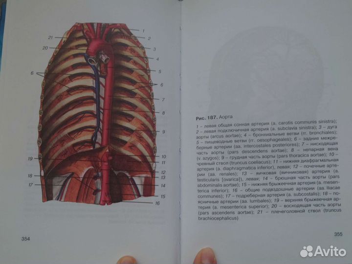 Атлас анатомии человека