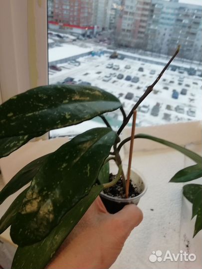 Клеродендрум инерме