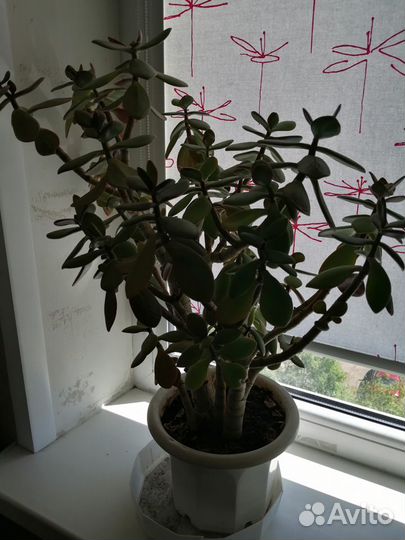 Денежное дерево