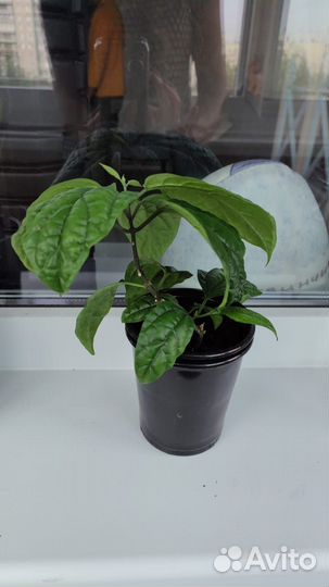 Клеродендрум