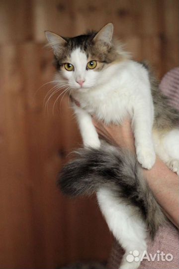 Кот бесплатно