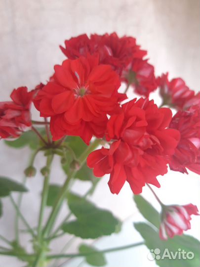 Пеларгония герань