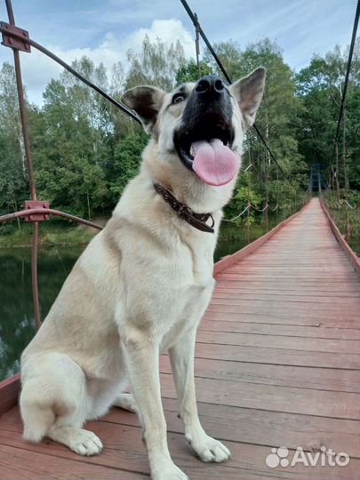Собака в добрые руки отдам бесплатно
