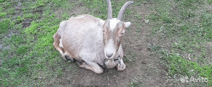 Козочки и козлики