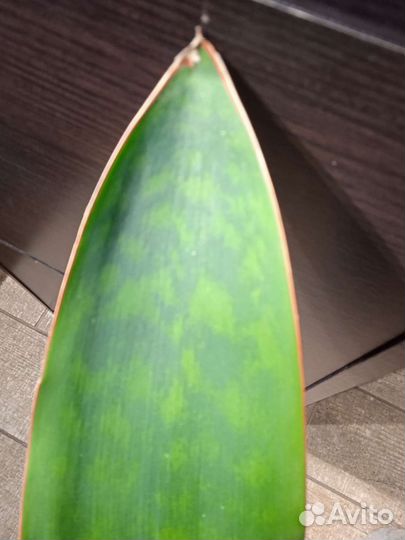 Сансевиерия сортовая гигантская