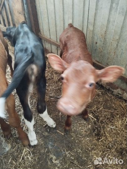 Телята бычки домашние Абердино-айширской породы