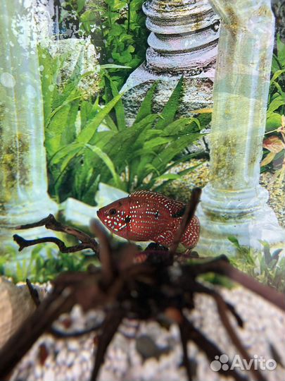 Моллинезия