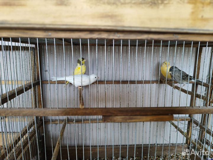 Кенара молодые