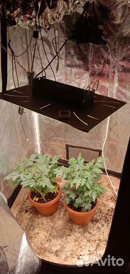 Парник домашний