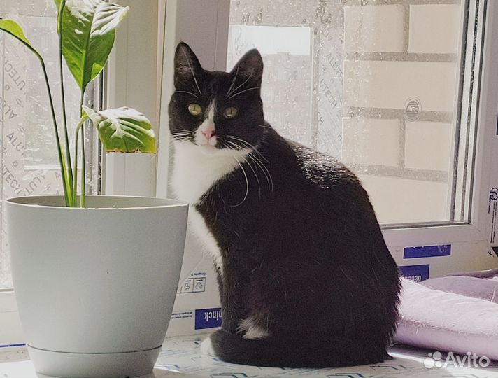 Кошечка в добрые руки