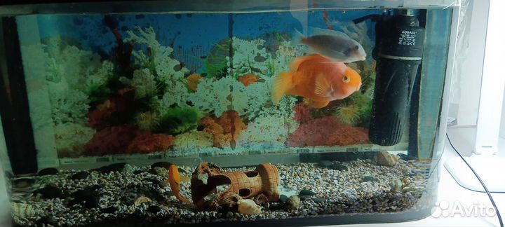Аквариум с рыбками бу