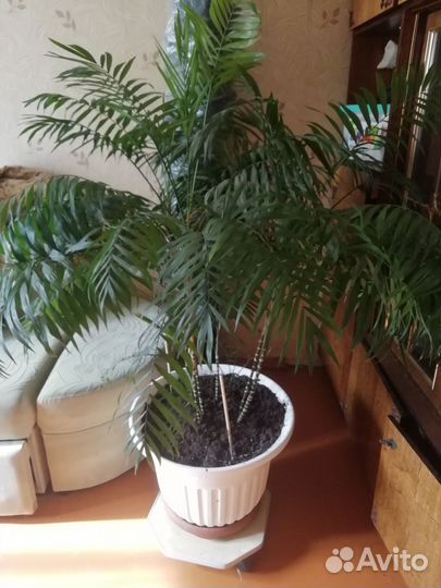 Пальма/дерево