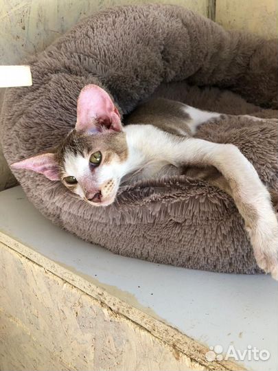 Ориентальная кошка в добрые руки