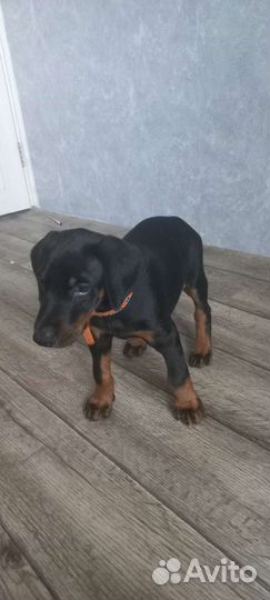 Щенки добермана мальчик
