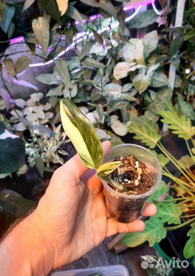 Монстера Standleyana yellow variegated