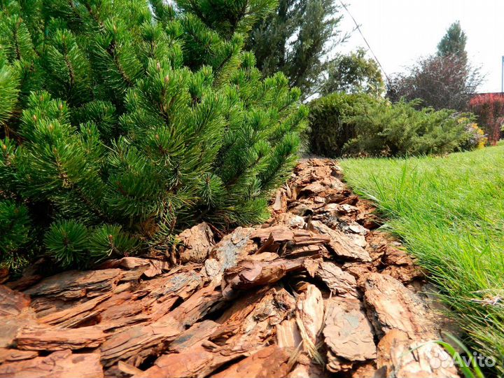 Мульча кора лиственницы