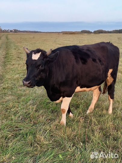 Телка 1.5 года продолжение рода