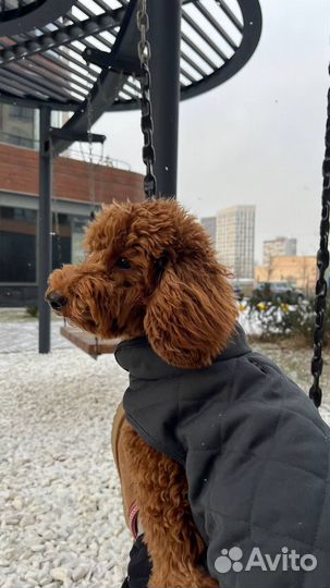 Вязка собак (пудель, кобель)