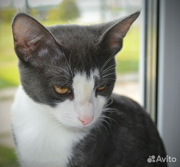 Кот мышелов