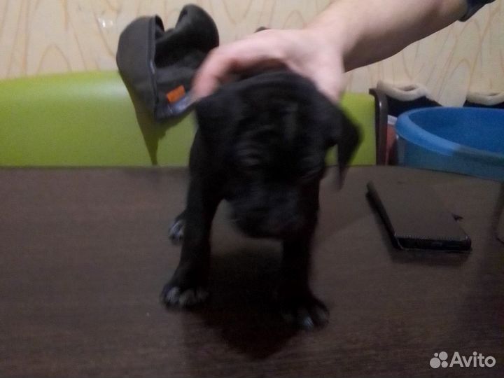 Щенки стаффорда