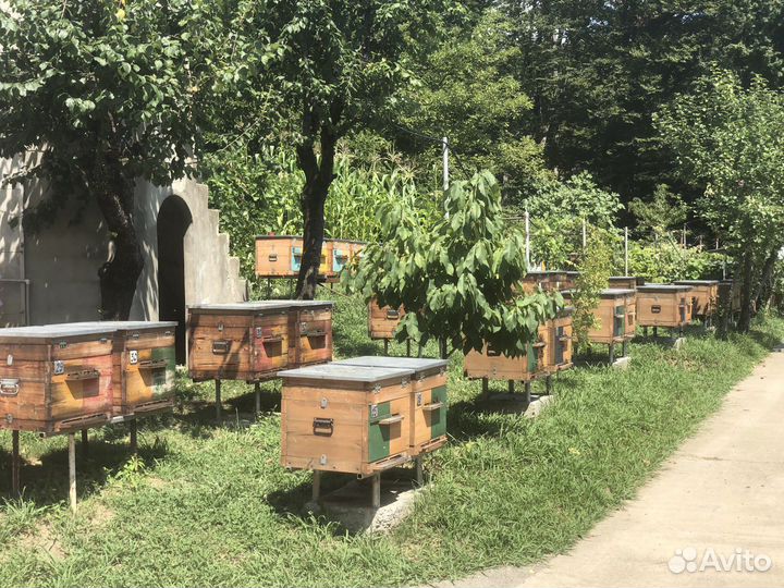 Пчелопакеты