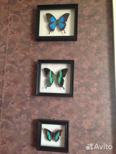 Коллекция- картина 