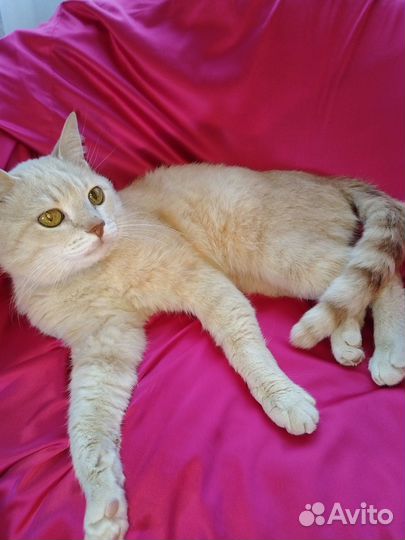 Котик Персик