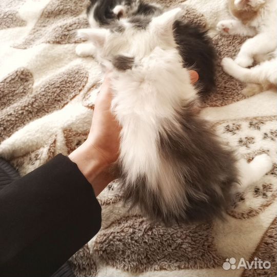 Котята бесплатно