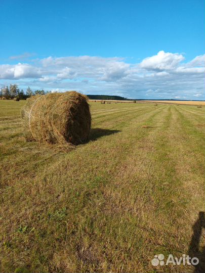 Продам сено в тюках 500кг. 250кг
