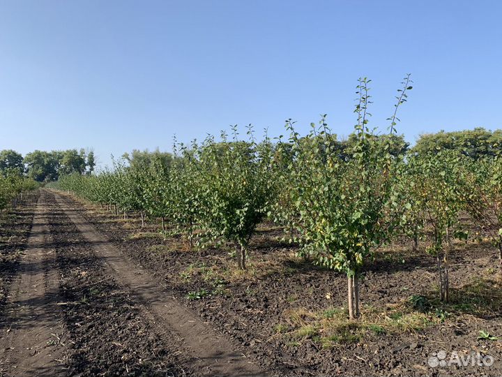 Плодовые крупномеры