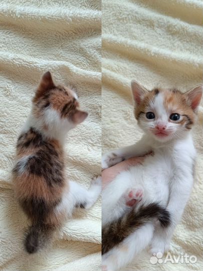 Шотландская кошка